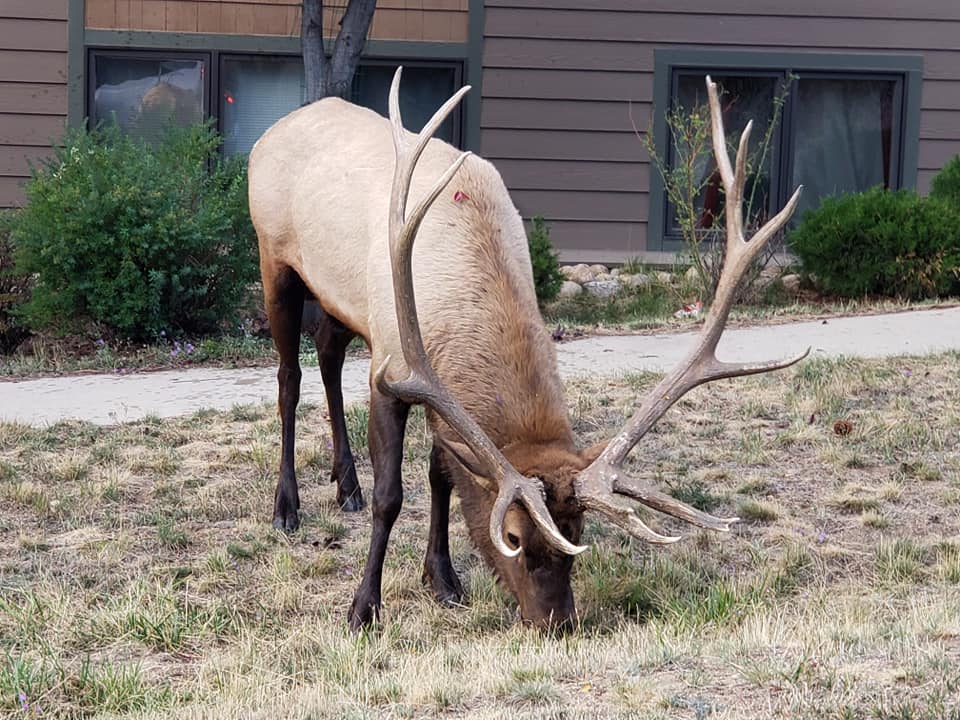 Deer and elk roam free in Estes Park.